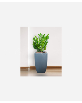 Kim Tiền Cps Vuông - belovedbeyond.com