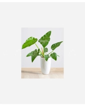 Trầu Bà Giganteum - belovedbeyond.com