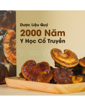 Nấm Lim Xanh Pylo - Hộp 500Gr - belovedbeyond.com