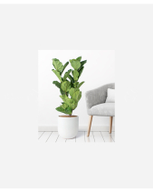 Bàng Singapore 30 - belovedbeyond.com