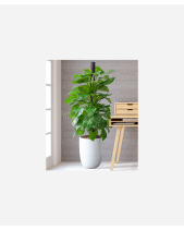 Thịnh Vượng - belovedbeyond.com