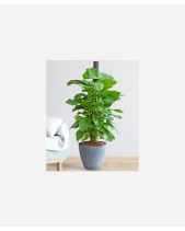 Cây Nội Thất Lan Ý 30 - belovedbeyond.com