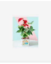 Hồng Môn May Mắn - belovedbeyond.com