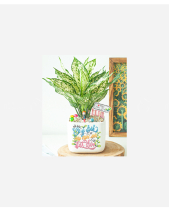 Phát Lộc Kim Tiền - belovedbeyond.com