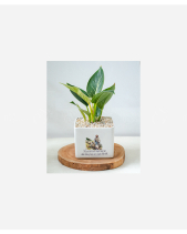 Đức Tin - belovedbeyond.com