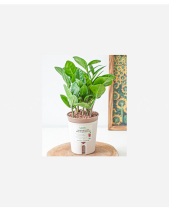 Chậu Tự Tưới Kim Tiền (S) - belovedbeyond.com