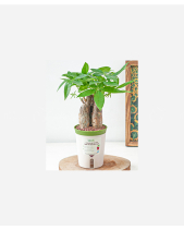 Chậu Tự Tưới Kim Ngân (S) - belovedbeyond.com