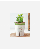 Chậu Tự Tưới Hoàng Kim (S) - belovedbeyond.com