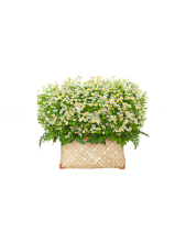 Giỏ Cúc Tana Lớn - belovedbeyond.com