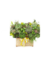 Hoa Sen Đá 11 - belovedbeyond.com