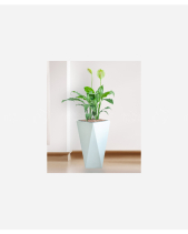 Lan Ý Cps - belovedbeyond.com