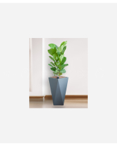 Bàng Singapore Cps - belovedbeyond.com