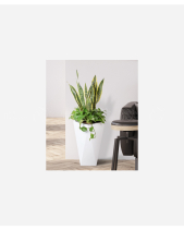 Lưỡi Hổ Dẫn Lộc - belovedbeyond.com