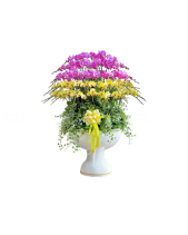 Lan Hồ Điệp Chậu 70 Cành - belovedbeyond.com