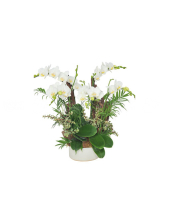 Thanh Lịch - belovedbeyond.com