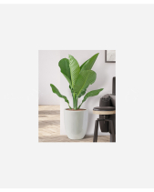 Đại Phú Gia 2 - belovedbeyond.com