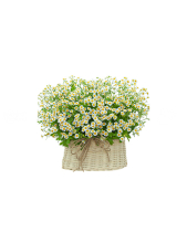 Giỏ Cúc Tana Mini - belovedbeyond.com