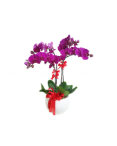 Đoàn Viên - belovedbeyond.com