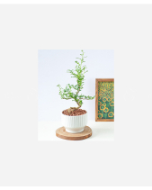 Tuổi Tí Boho - belovedbeyond.com