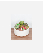 Little Succulents - belovedbeyond.com