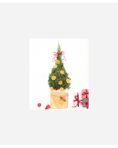 Thông Noel 60Cm Mẫu 15 - belovedbeyond.com