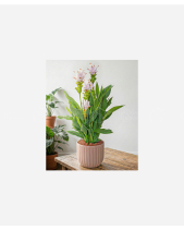 Fittonia Đỏ Chậu Gỗ - belovedbeyond.com