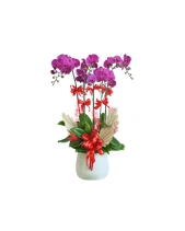 Hồ Điệp Tím 5 Cành - belovedbeyond.com