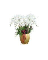 Hồ Điệp Trắng Chậu Sứ Vàng - belovedbeyond.com