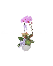 Vạn Sự Như Ý - belovedbeyond.com