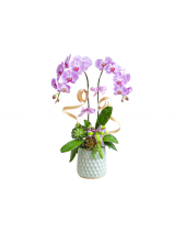 Hồng Phúc - belovedbeyond.com