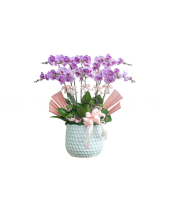 Hồ Điệp Hồng 10 Cành - belovedbeyond.com