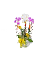 Hồng Điệp - belovedbeyond.com