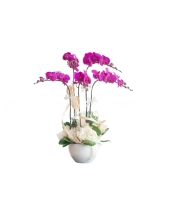 Lan Hồ Điệp Mẫu 4 - belovedbeyond.com