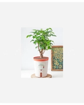 Chậu Tự Tưới Hạnh Phúc ( L) - belovedbeyond.com