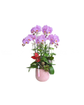 Chậu Hồ Điệp Trắng 10 Cành 02 - belovedbeyond.com