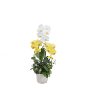Hoa Tặng Sự Kiện 4(+20 Bó) - belovedbeyond.com