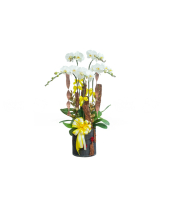 Hồ Điệp Trắng 1 - belovedbeyond.com
