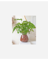 Trầu Bà Lá Lỗ Thủy Sinh C032 - belovedbeyond.com