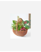 Giỏ Cây Xanh Mix - belovedbeyond.com