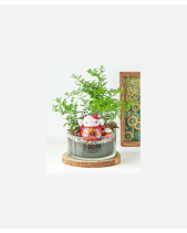 Tiểu Cảnh Phát Tài - belovedbeyond.com