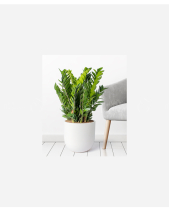 Kim Tiền 30 - belovedbeyond.com