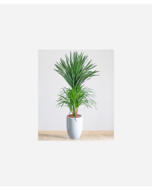 Phát Tài Núi - belovedbeyond.com