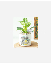 Đế Vương Kim Cương Lớn - belovedbeyond.com