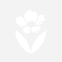 Thiên An Flowers - belovedbeyond.com