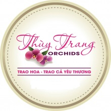 Thùy Trang Orchids HCM - belovedbeyond.com