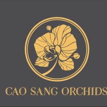Lan Hồ Điệp Cao Sang - belovedbeyond.com
