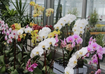 Những loại hoa lan đáng chơi vào dịp tết - Hoa 7 Ngày - belovedbeyond.com