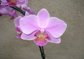 HOA 7 NGÀY - HOA LAN THEO NGŨ HÀNH PHONG THỦY - belovedbeyond.com