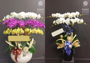 LAN TẾT 2019 - CÁCH CHỌN LAN HỒ ĐIỆP - HOA 7 NGÀY - belovedbeyond.com