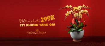 Lan hồ điệp tết 2020 giá chỉ 299k/ 1 cành- Xinh Tươi Online - belovedbeyond.com